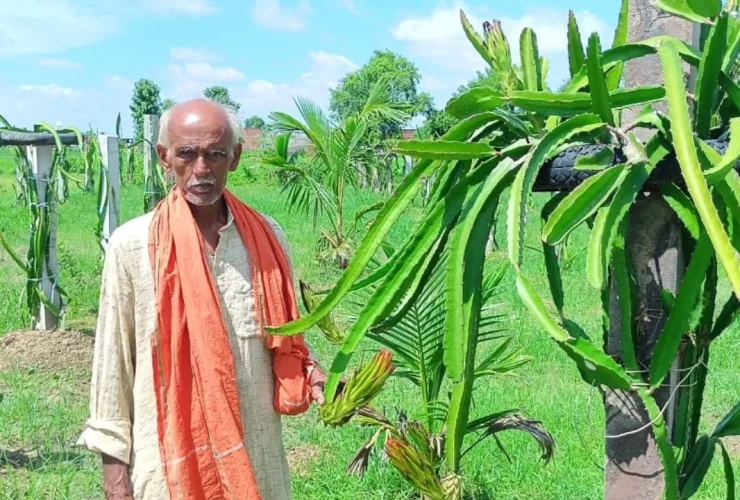 गाजीपुर के किसान रंग बहादुर सिंह ड्रैगन फ्रूट की खेती कर हर साल लाखों कमा रहे हैं. खेती के लिए उन्होंने सबसे पहले वाराणसी से ड्रैगन फ्रूट का पौधा मंगवाया और इसकी खेती करते थे.